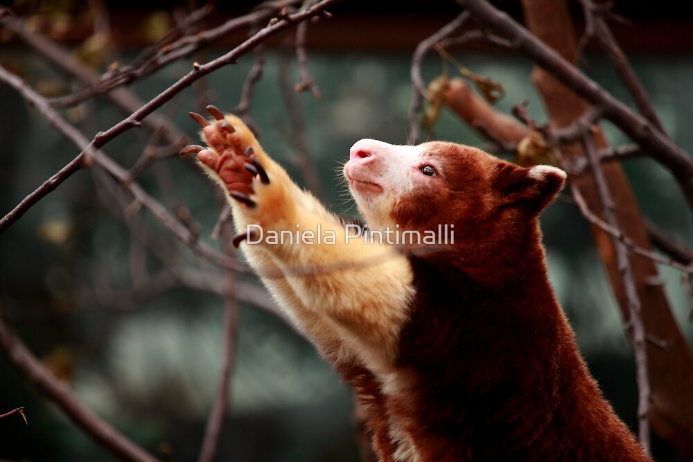 "Tree Kangaroo Reach" by Daniela Pintimalli Redbubble