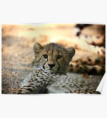 Baby Gepard Poster