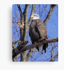 "Sitting Proud" Canvas Print