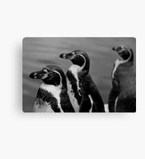 P...P...P...Penguin Canvas Print