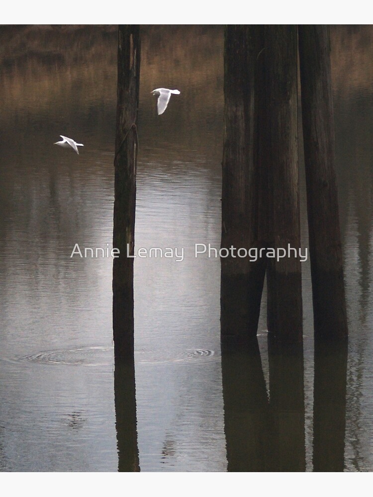 Freedom to Fly by ajlphotography