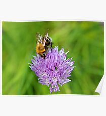 Bee & Chives Poster