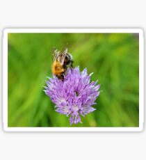 Bee & Chives Sticker