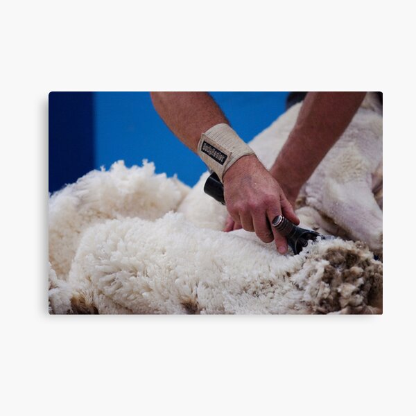 The golden fleece Canvas Print
