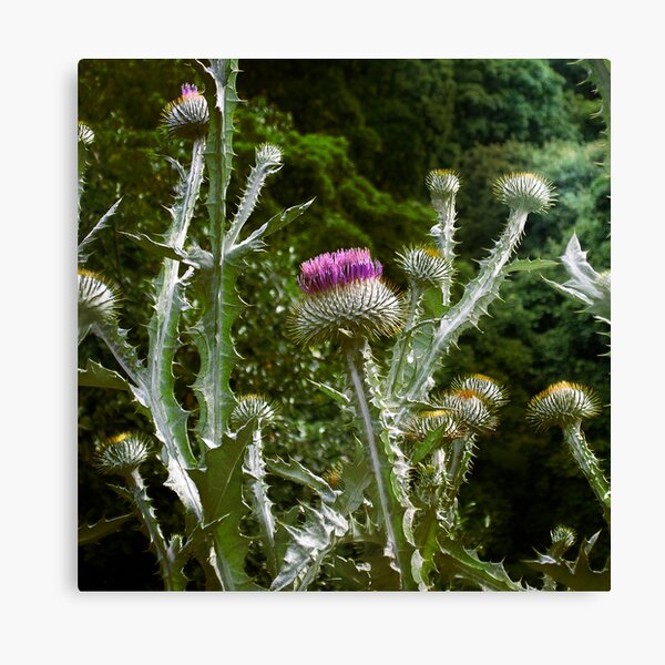 Thistles Canvas Print