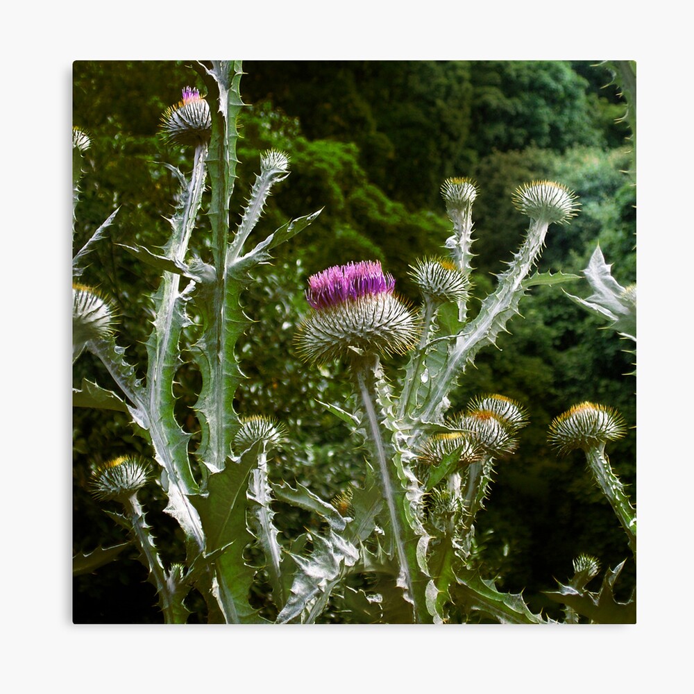 Thistles Canvas Print