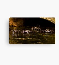 Feeding Frenzy Canvas Print