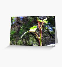 Photogenic Greeting Card