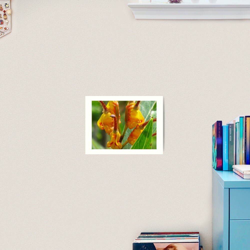 Grevillea Orange Marmalade Art Print