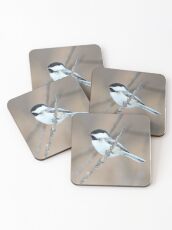 Black-capped Chickadee in Spring Coasters