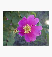 Wild Wild Rose Photographic Print