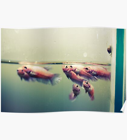 Betta Fish: Posters | Redbubble