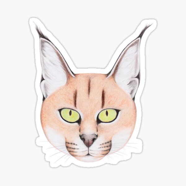 African Caracal Cat Sticker