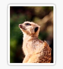 Meerkat Sticker