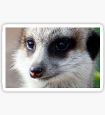 Meerkat 2 Sticker