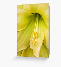 Yellow Amaryllis Greeting Card