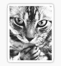 Mischievous Cat Sticker