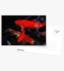 Koi Postcards