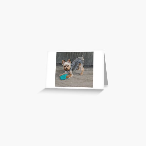 My Little Bailey Greeting Card