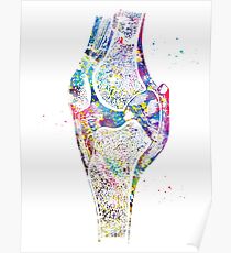 Knee bone Poster