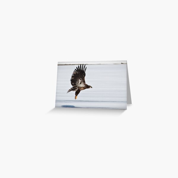 Juvenile Bald Eagle Greeting Card