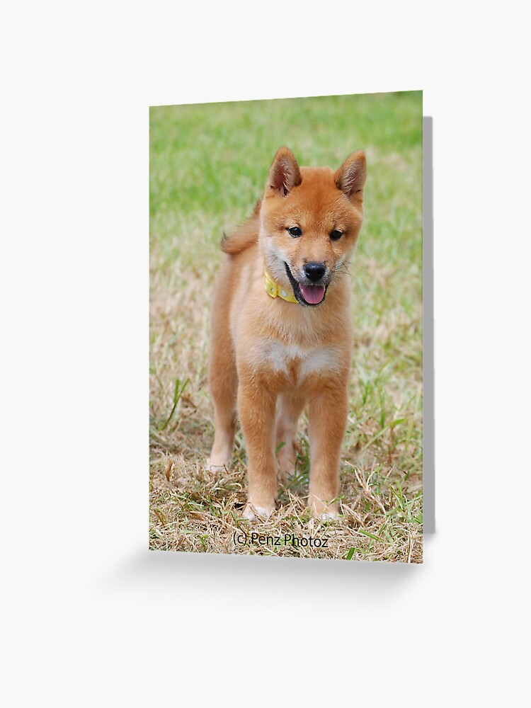 Shiba Inu Baby Greeting Card