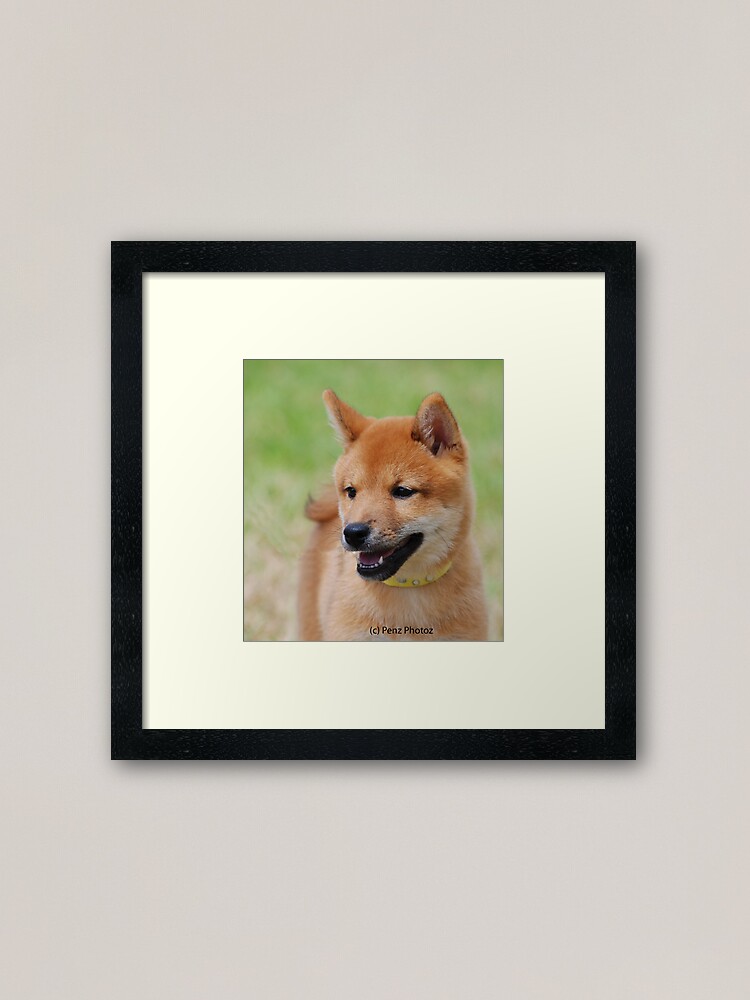 Shiba Inu Baby Head Study Framed Art Print