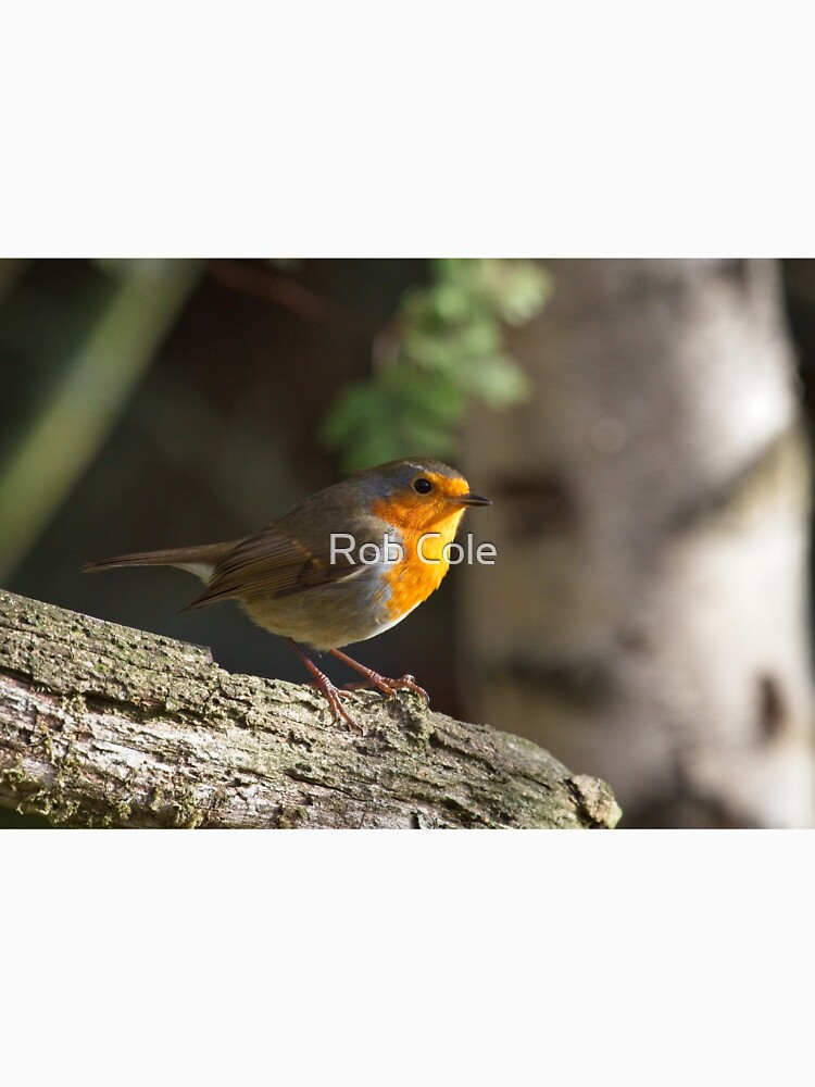 Robin Red Breast (Erithacus rubecula) by robcole
