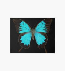 Ulysses butterfly (Papilio ulysses) Art Board Print