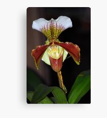 Lady Slipper Orchid Flower Canvas Print