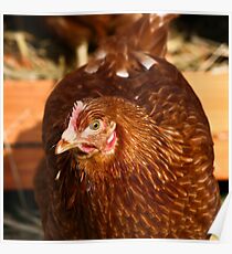 Chook Poster