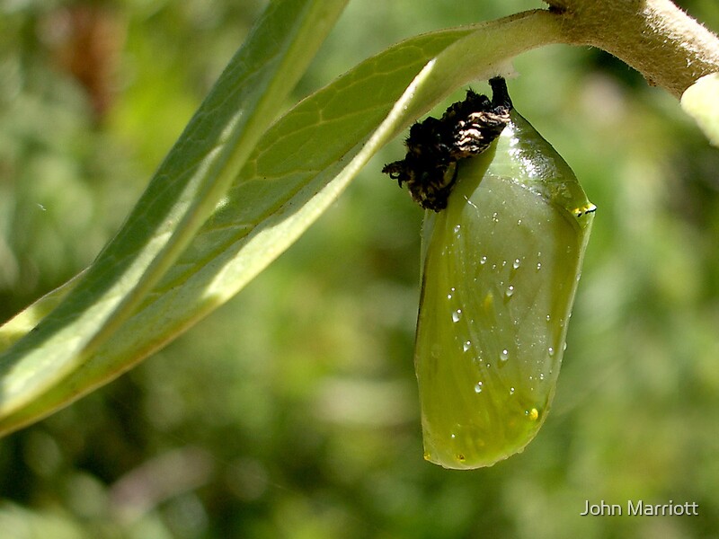 "Monarch Butterfly Pupa" by John Marriott Redbubble