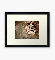 Peeping Possum Framed Print
