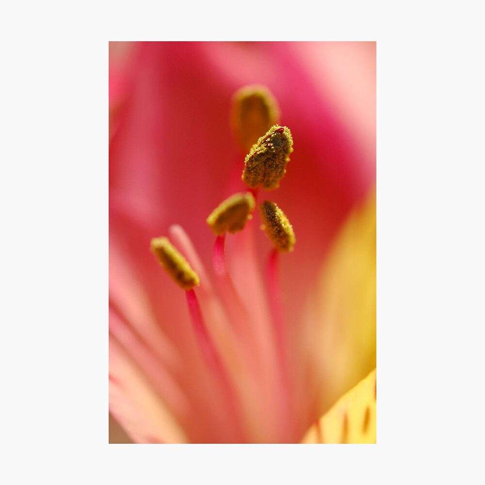Stamen Photographic Print