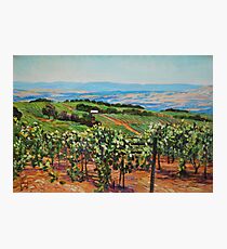 Vineyard Photographic Print
