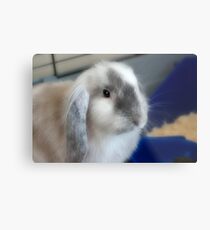 Sheldon Metal Print