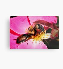 Sharing - Bumblebee and Beetle Sharing Nectar Metal Print
