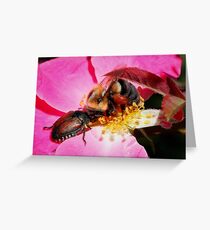Sharing - Bumblebee and Beetle Sharing Nectar Greeting Card