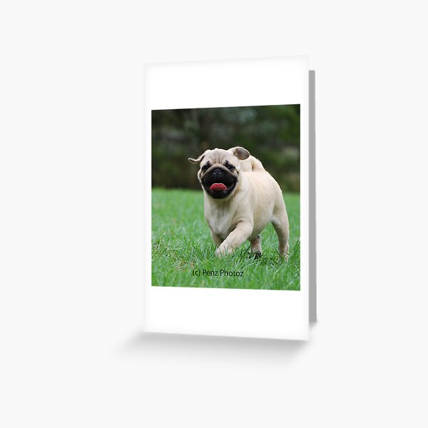 Pug baby Greeting Card