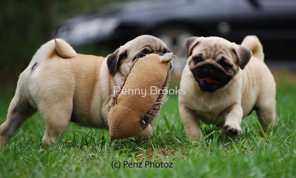 "3 month old pug puppies at play" by Penny Brooks | Redbubble