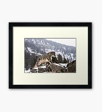 Snow Leopard Framed Print