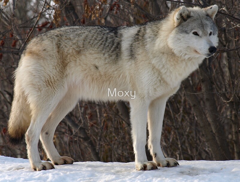 "The Grey Timberwolf (Canis lupus)" by Moxy Redbubble