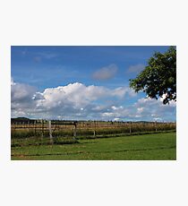 Vineyard Photographic Print