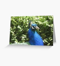 Peacock Pride Greeting Card