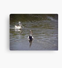 Pelicans Canvas Print