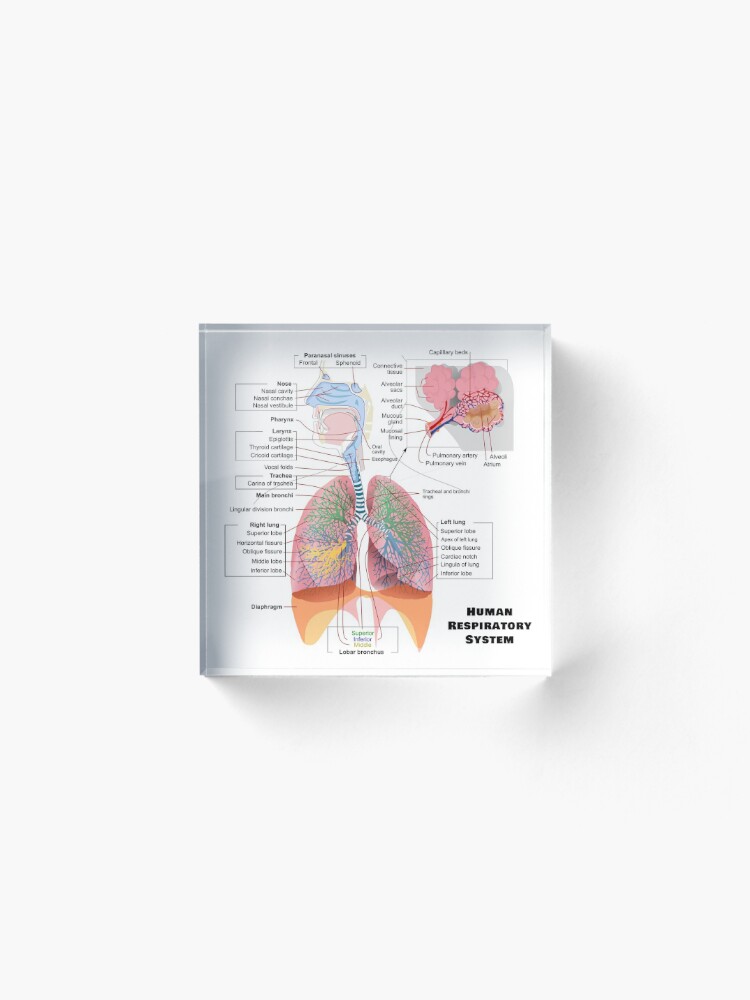 "Human Respiratory System Diagram" Acrylic Block by allhistory | Redbubble
