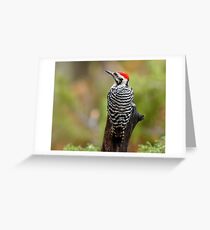 Male Ladder-backed Woodpecker Greeting Card
