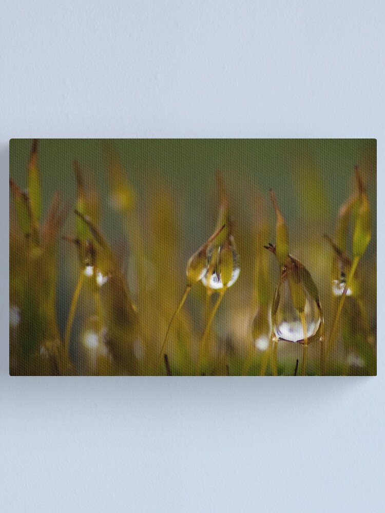 Alternate view of Stars on Sticks Canvas Print