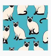 Lámina fotográfica Gatos siameses - patrón escaso