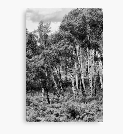 Aspens In Summer - Aspen Tree Wall Art | Art Bloom Canvas Prints - Foto 7